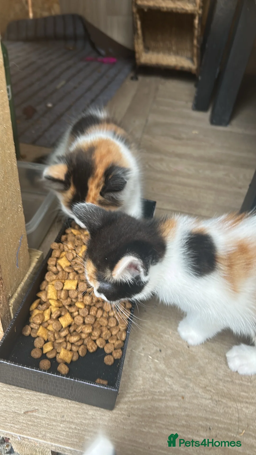 Mixed Breed cats for sale: Selling these adorable kittens  in Mitcham - Advert 1
