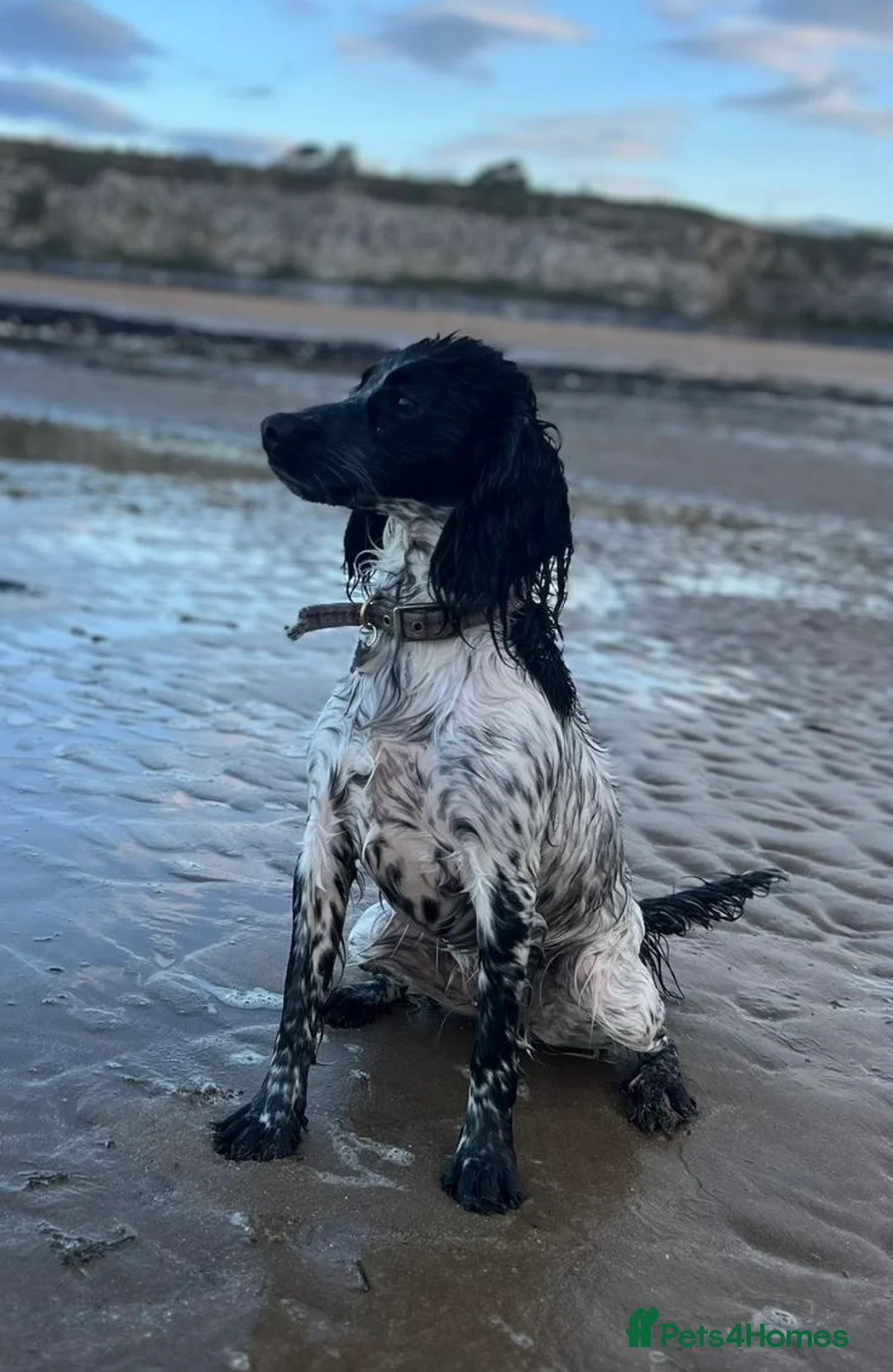 Cocker Spaniel dogs for sale: Beautiful Cocker Spaniel Puppies - Advert 1