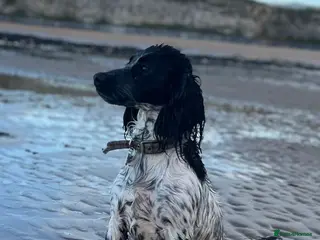 Cocker Spaniel dogs Beautiful Cocker Spaniel Puppies - Advert 1