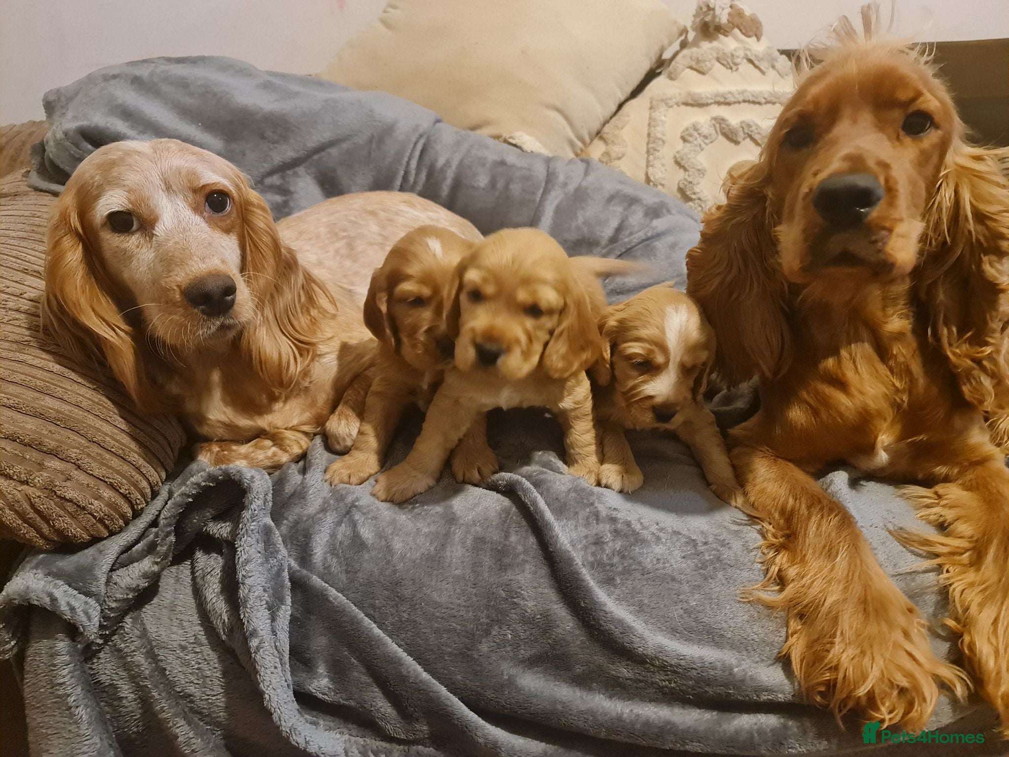 Cocker Spaniel dogs for sale: 3 golden Cocker Spaniels  - Advert 1