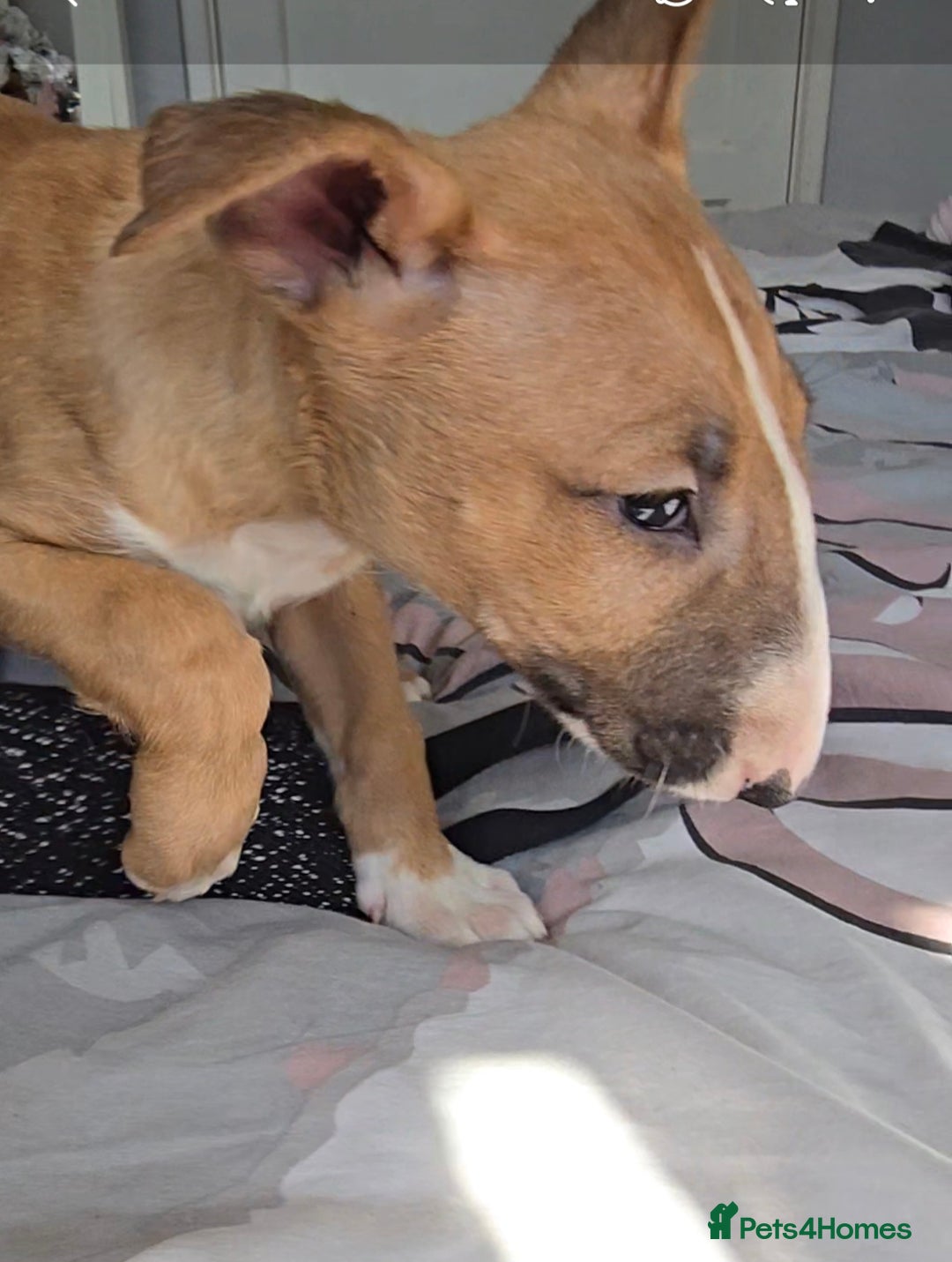 English Bull Terrier dogs for sale: Top Quality health tested champions lines - Image 5