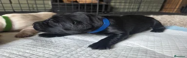 Labrador Retriever 4
