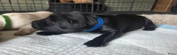 Labrador Retriever dogs for sale: Beautiful litter kc registered labradors  - Advert 6
