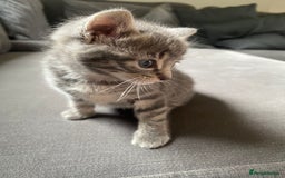 Mixed Breed cats for sale: Stunning kittens  - Image 13
