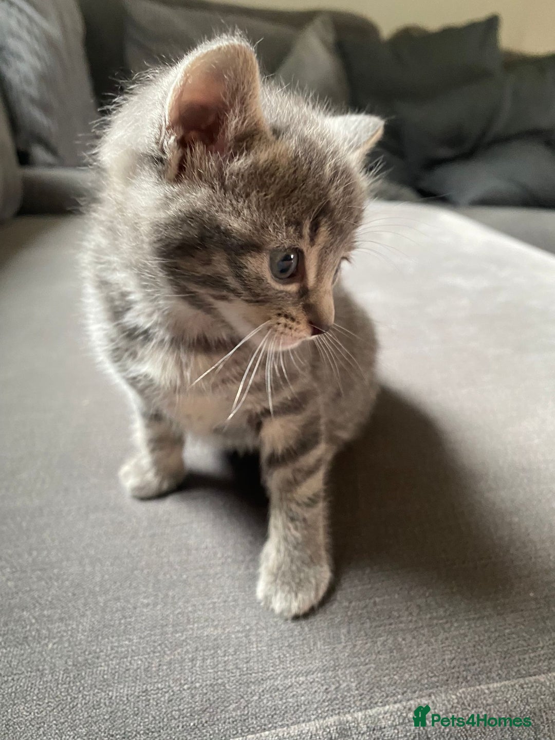 Mixed Breed cats for sale: Stunning kittens  - Image 13