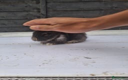 Lionhead rabbits for sale: Lionhead  - Image 7