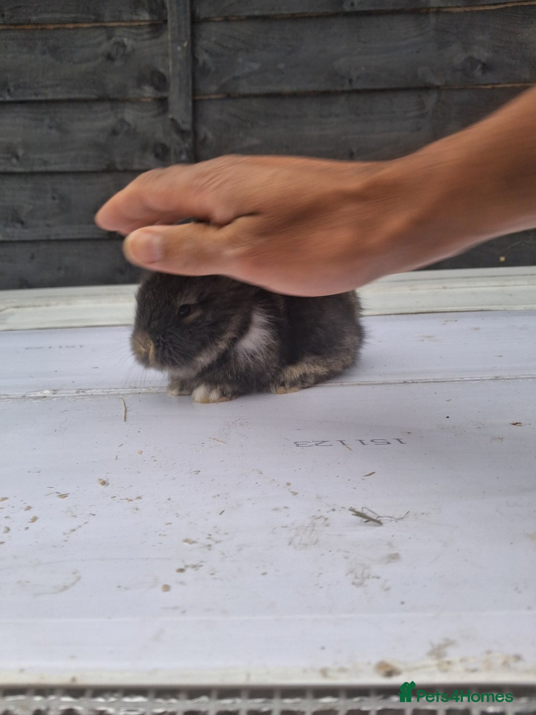 Lionhead rabbits for sale: Lionhead  - Image 7