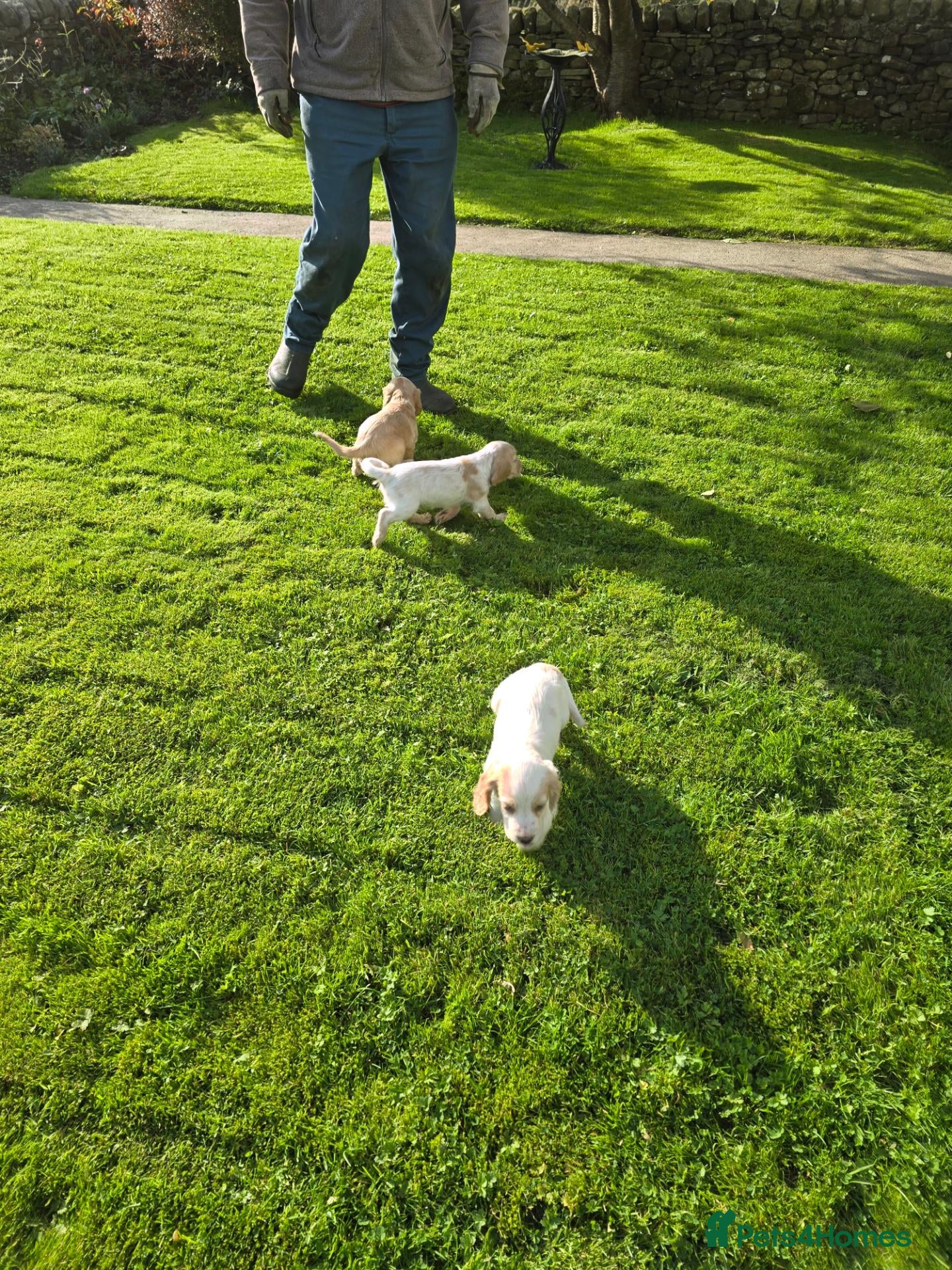 Cocker Spaniel dogs Sandys last pups,working strain - Advert 9