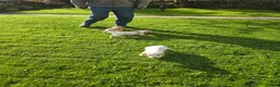 Cocker Spaniel dogs for sale: Sandys last pups,working strain in Skipton - Advert 1