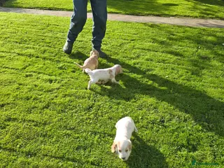 Cocker Spaniel dogs Sandys last pups,working strain - Advert 1