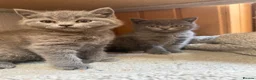British Shorthair cats for sale: British shorthair kittens “Ready now” - Advert 8