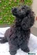 Mixed Breed dogs F1 CAVAPOO FULLY VACCINATED  - Advert 2