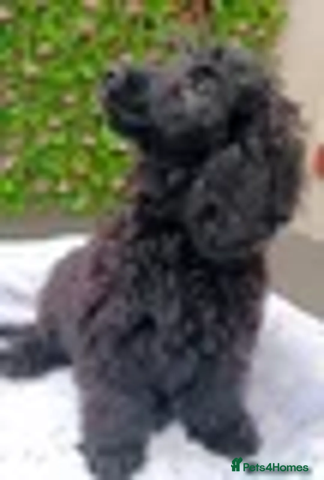Mixed Breed dogs for sale: F1 CAVAPOO FULLY VACCINATED  - Advert 2