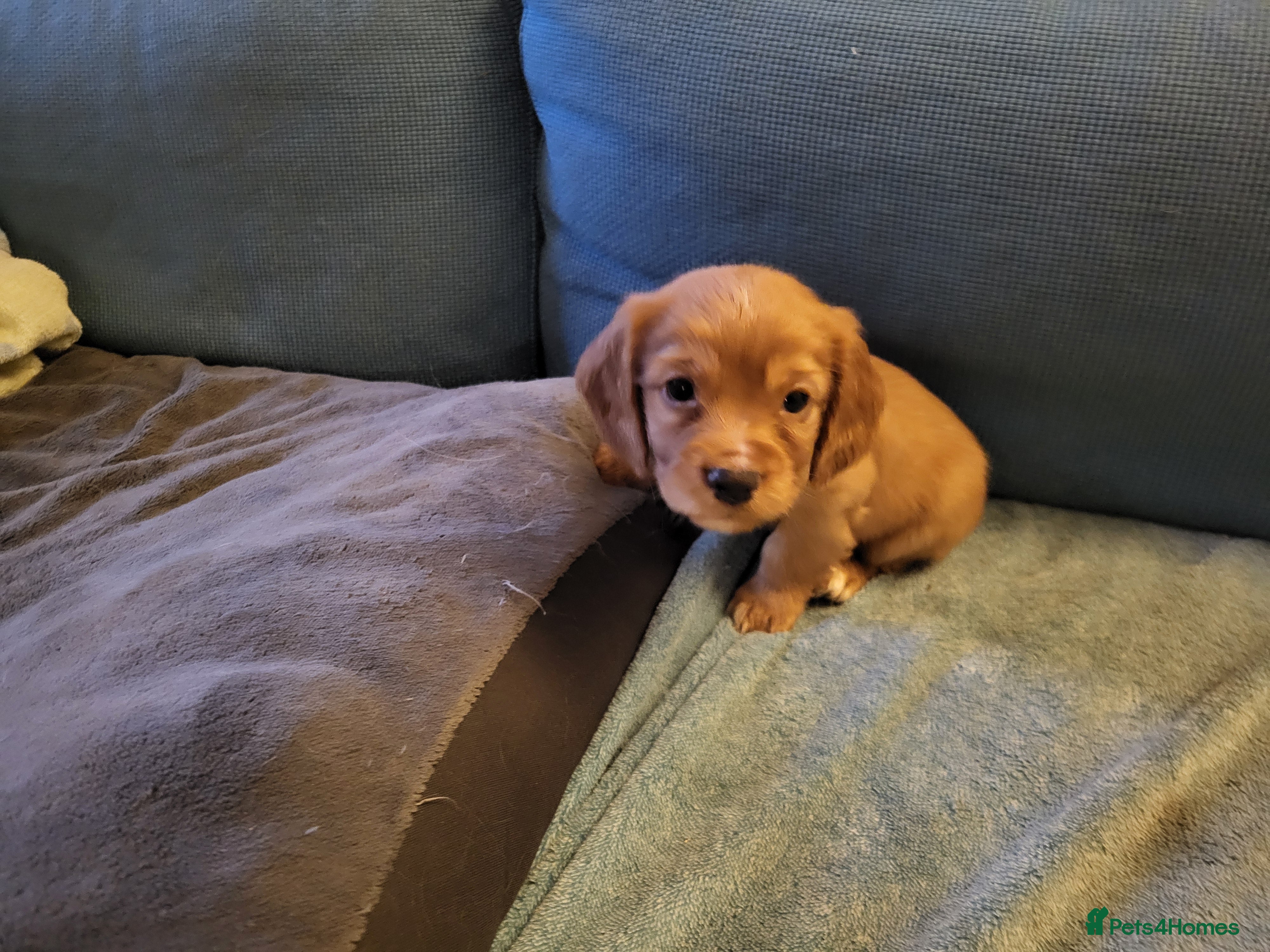 Cocker Spaniel dogs Working Cocker Puppies - Advert 2