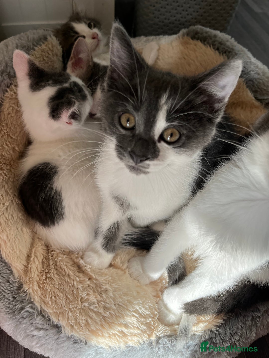 Mixed Breed cats for sale: Cute kittens looking for loving home  - Image 6