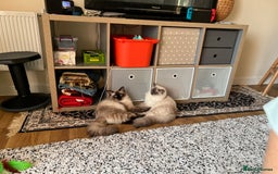 Ragdoll cats for sale:  Rehoming Ragdoll Cats. Indoor Homes Onlyz  - Image 18