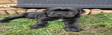 Cane Corso Puppy 1