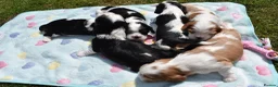 Cavalier King Charles Spaniel dogs for sale: MRI scanned parents fullY health tested - Advert 15