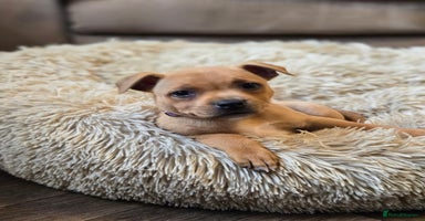 Staffordshire Bull Terrier dogs - Advert 5