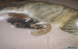 Norwegian Forest Cat cats for sale: Norwegian forest cross kittens - Image 11