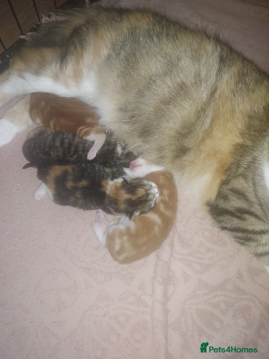Norwegian Forest Cat cats for sale: Norwegian forest cross kittens - Image 11