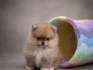 Pomeranian dogs Top Quality 🐻 Teddy Faced - Advert 7