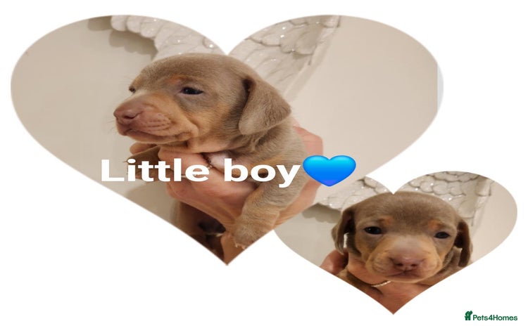 Miniature Dachshund dogs Stunning miniature dachshund puppies  - Advert 2