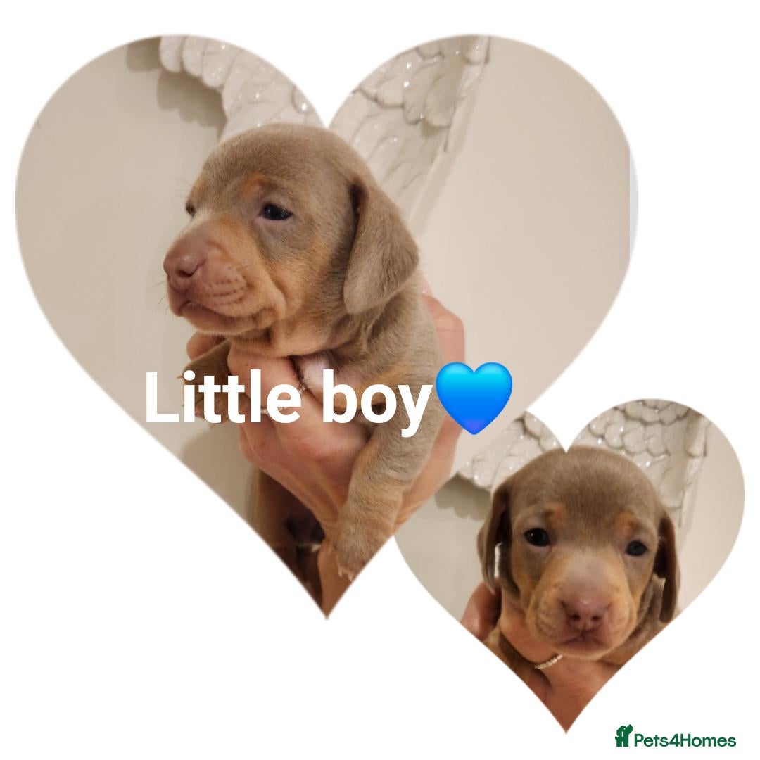 Miniature Dachshund dogs for sale: Stunning miniature dachshund puppies  - Advert 1