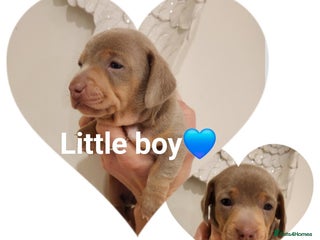 Miniature Dachshund dogs Stunning miniature dachshund puppies - Advert 4