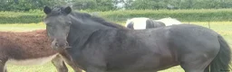 Dartmoor horses for sale: Beautiful dartmoor mare - Advert 7
