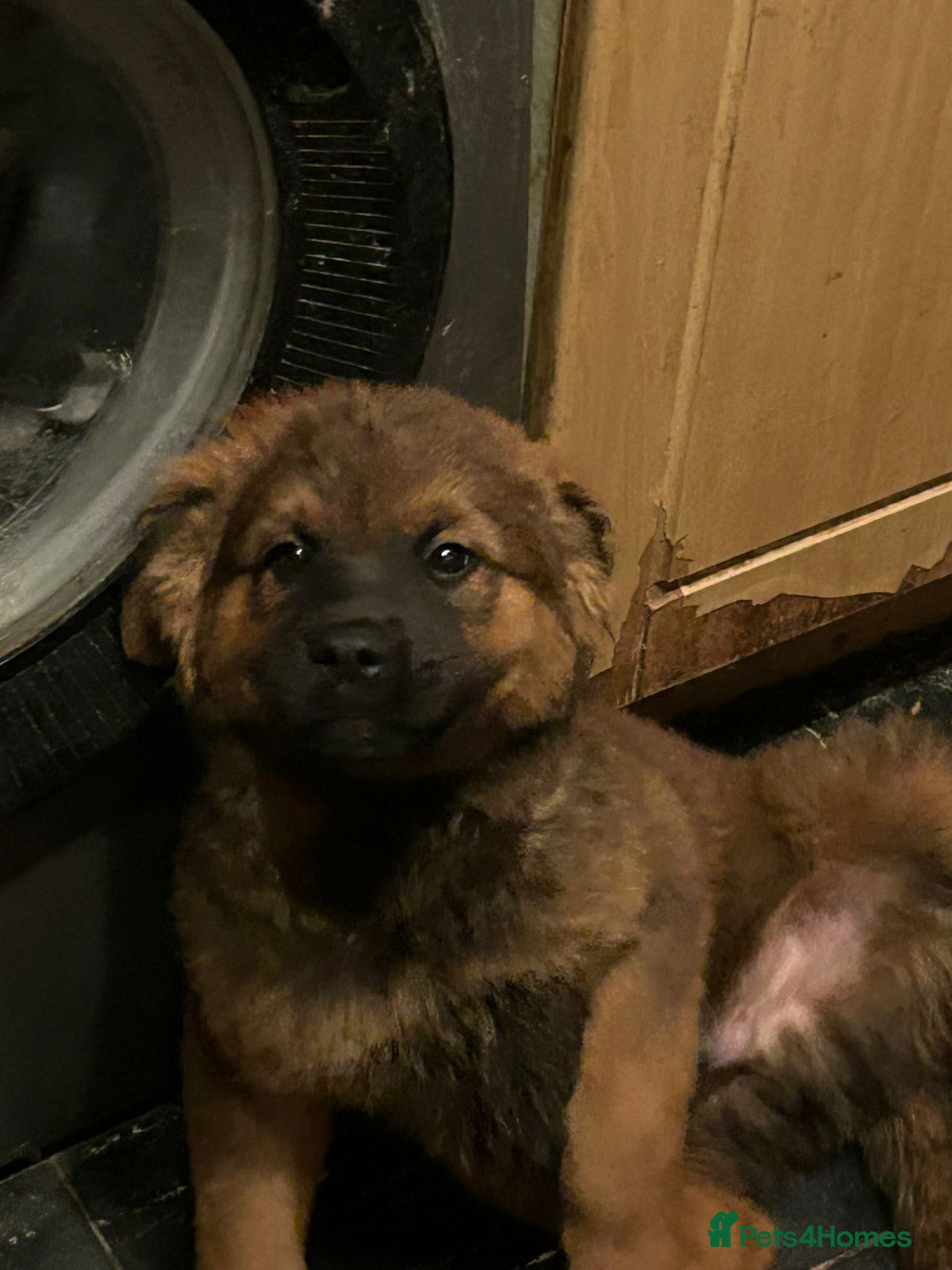 Mixed Breed dogs for sale: Rottweiler x Akita  mastiff pups - Advert 15