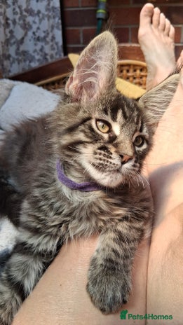 Maine Coon cats for sale - Advert 4