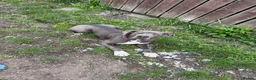 Mixed Breed dogs for sale: Mastiff/presa  - Advert 4