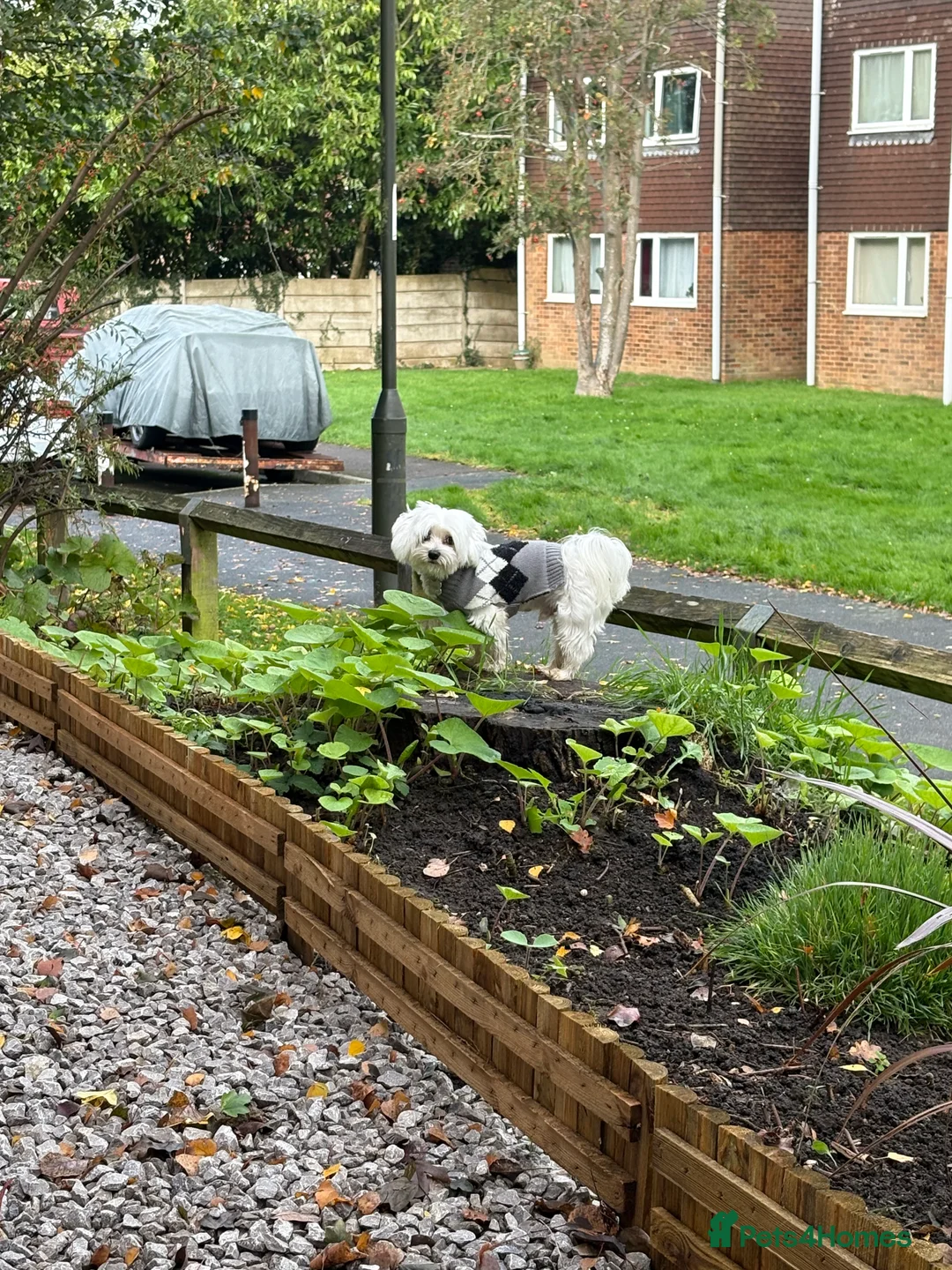 Maltese dogs for adoption: Gorgeous 14month old male Maltese bichon frise - Advert 3