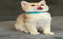 British Shorthair cats for sale: Stunning British shorthair NY 12 kittens - Image 17