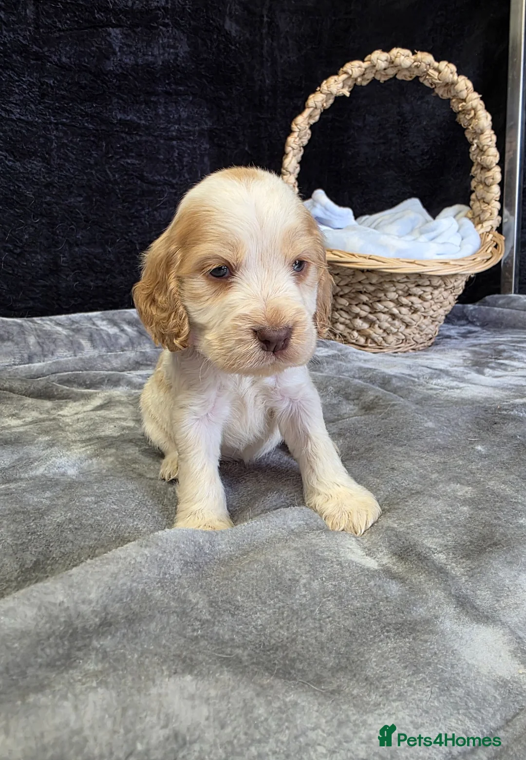 Cocker Spaniel dogs for sale: Beautiful kc reg show cockers  - Advert 18