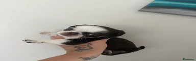 Lois