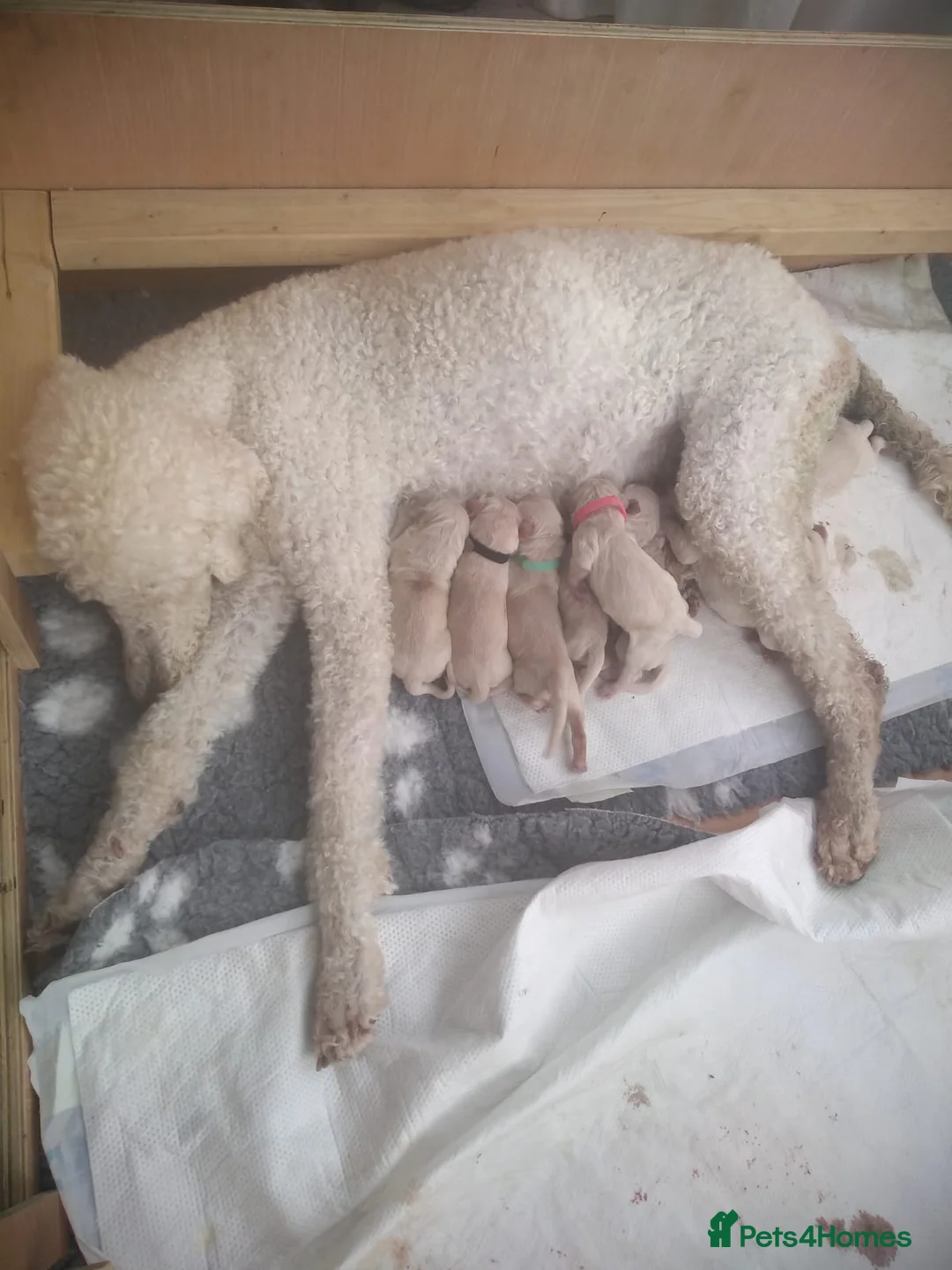 Golden Retriever dogs for stud: A proven gorgeous Golden Retriever for stud in Haywards Heath - Advert 6