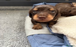 Miniature Dachshund dogs for sale: Long haired miniature dachshunds  - Image 18
