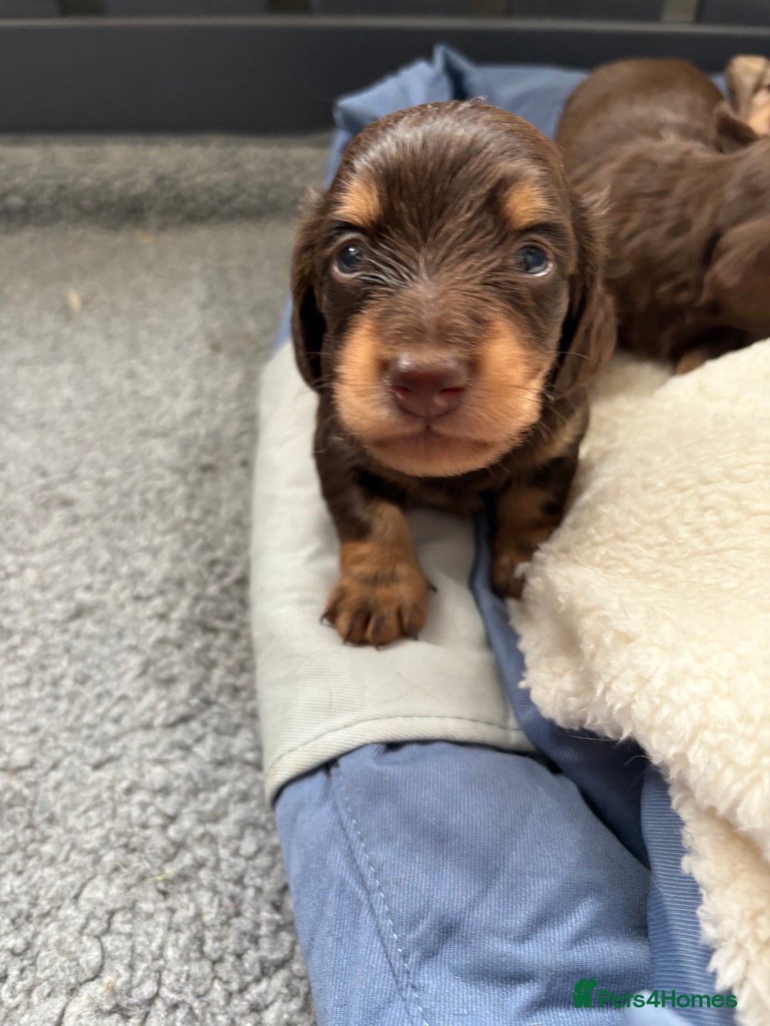 Miniature Dachshund dogs for sale: Long haired miniature dachshunds  - Image 18