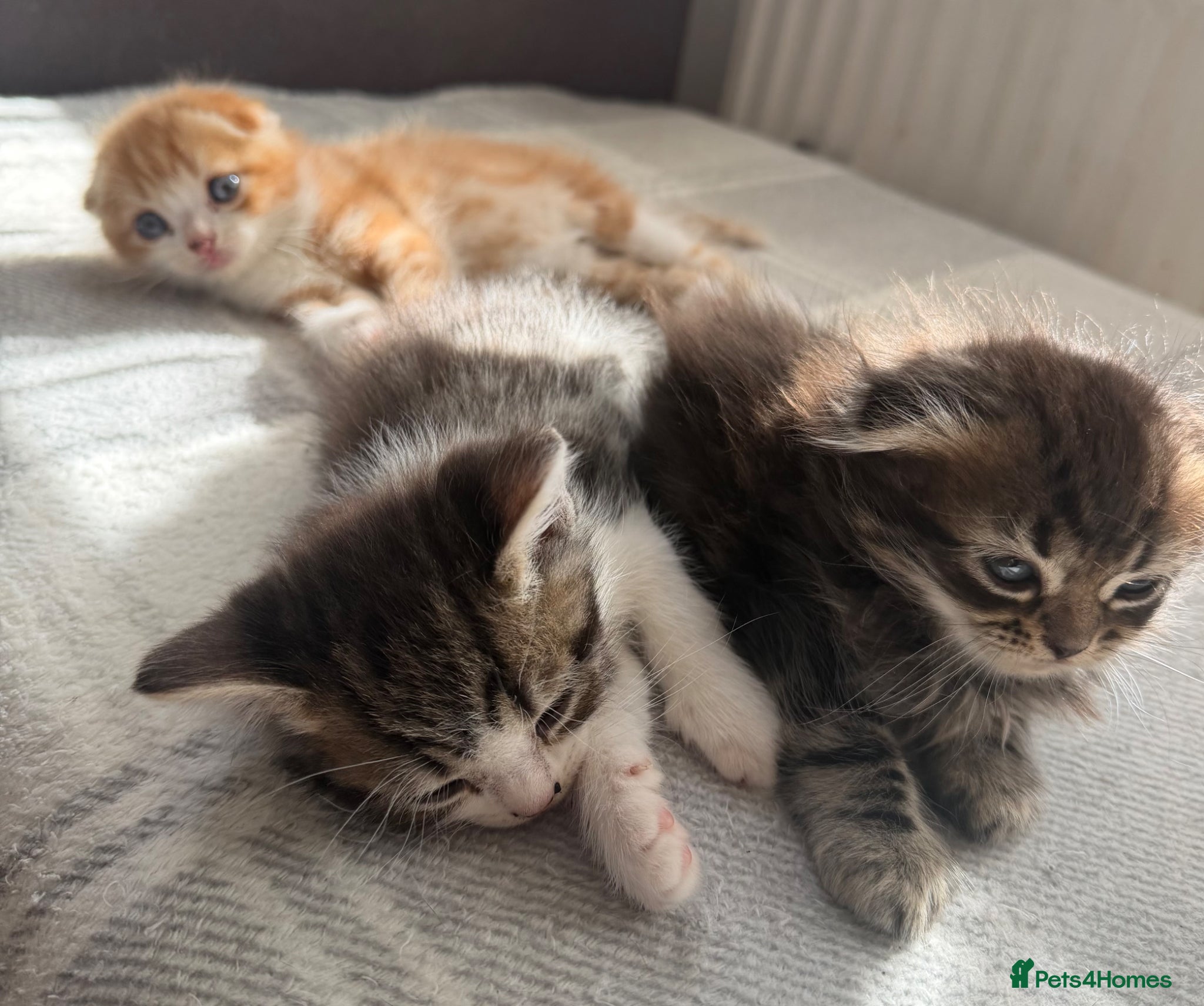 Scottish Fold cats Adorable kittens - Advert 17