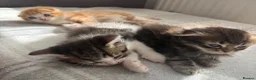 Scottish Fold cats for sale: Adorable kittens - Advert 1