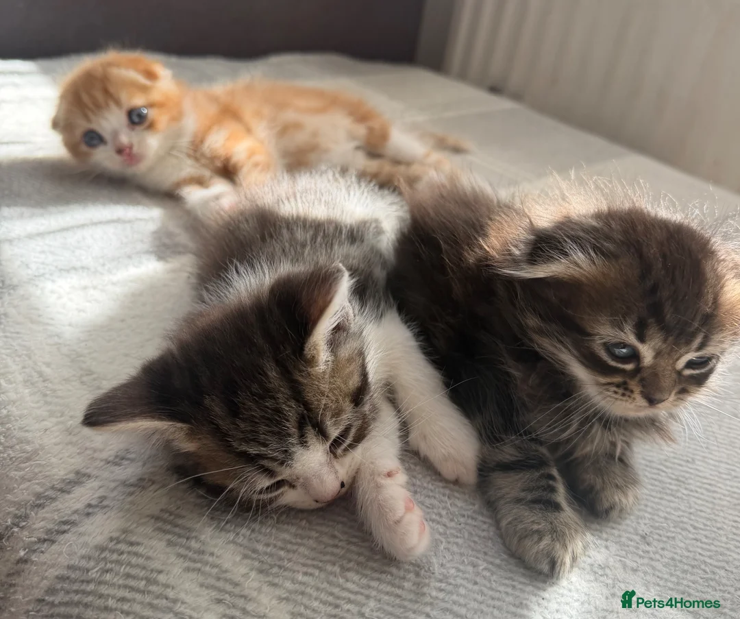 Scottish Fold cats for sale: Adorable kittens - Advert 1