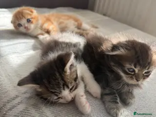 Scottish Fold cats Adorable kittens - Advert 17