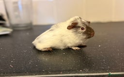 Guinea Pig rodents for sale: Boys and girls  - Image 4