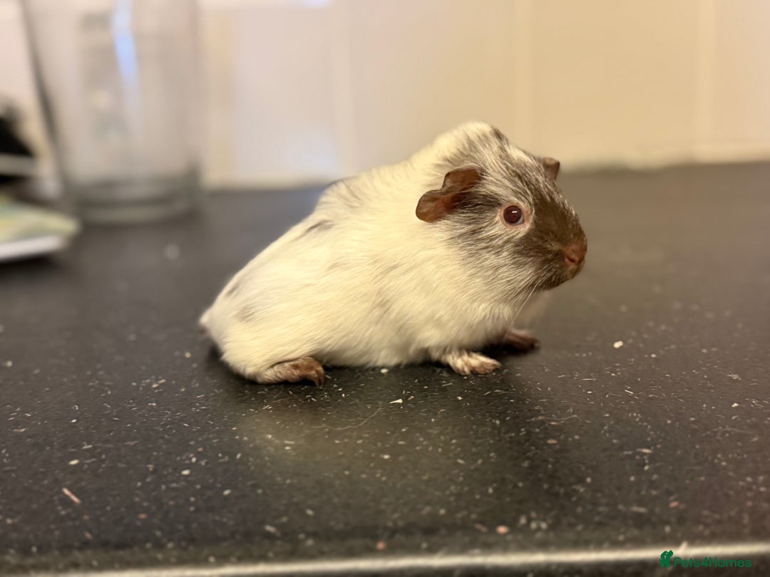 Guinea Pig rodents for sale: Boys and girls  - Image 4