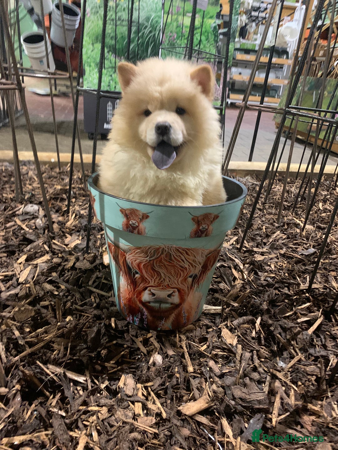 Chow Chow dogs for sale: One last little girl Daisy still available  - Advert 3