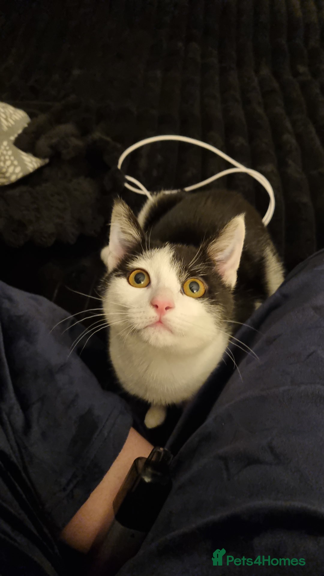 Domestic Shorthair cats for sale: Lovely Male Kitten - Advert 3