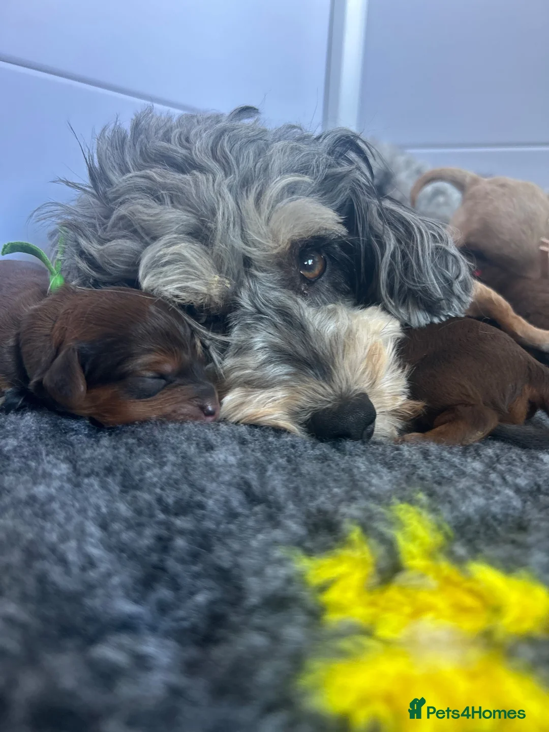 Cavapoo dogs for sale:  Merle Toy Cavapoo Puppies - Advert 1