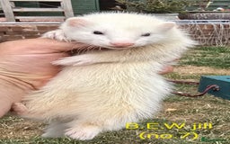 Ferret rodents for sale: Ferret kits - Image 12
